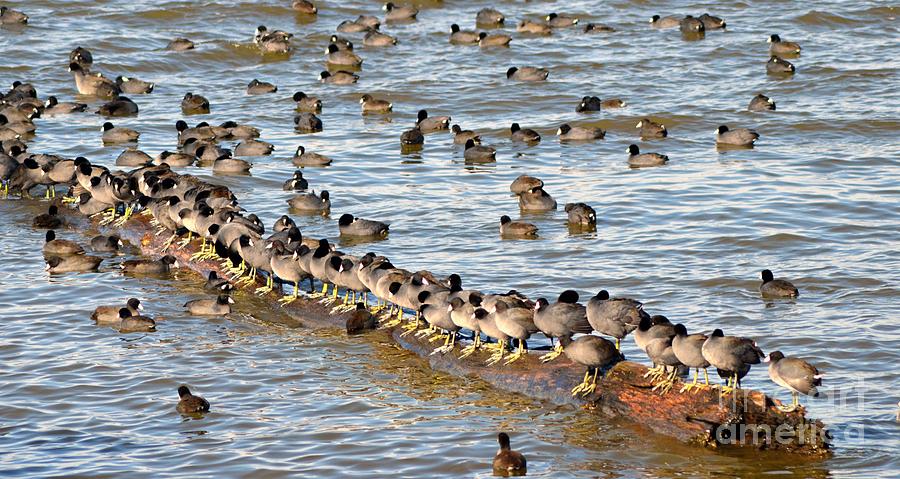 Having Your Ducks in a Row   American Coots Photograph by Peggy Franz