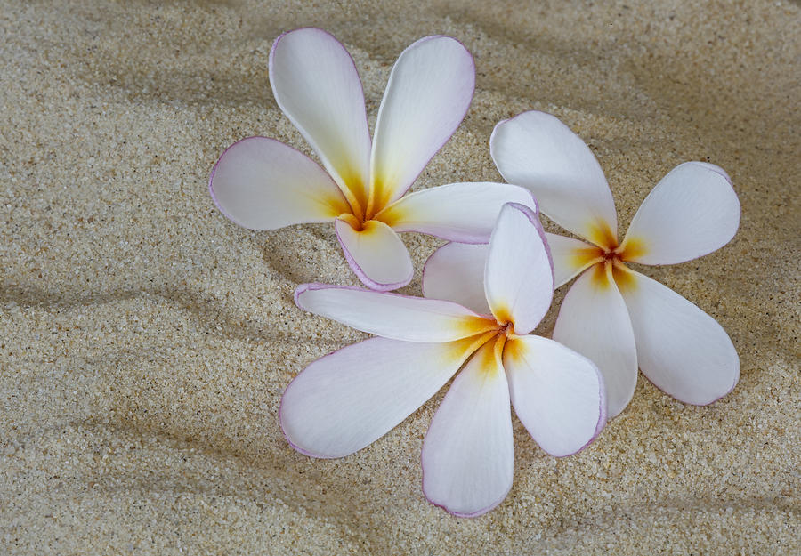 Hawaiian Tropical Plumeria Photograph by Susan Candelario