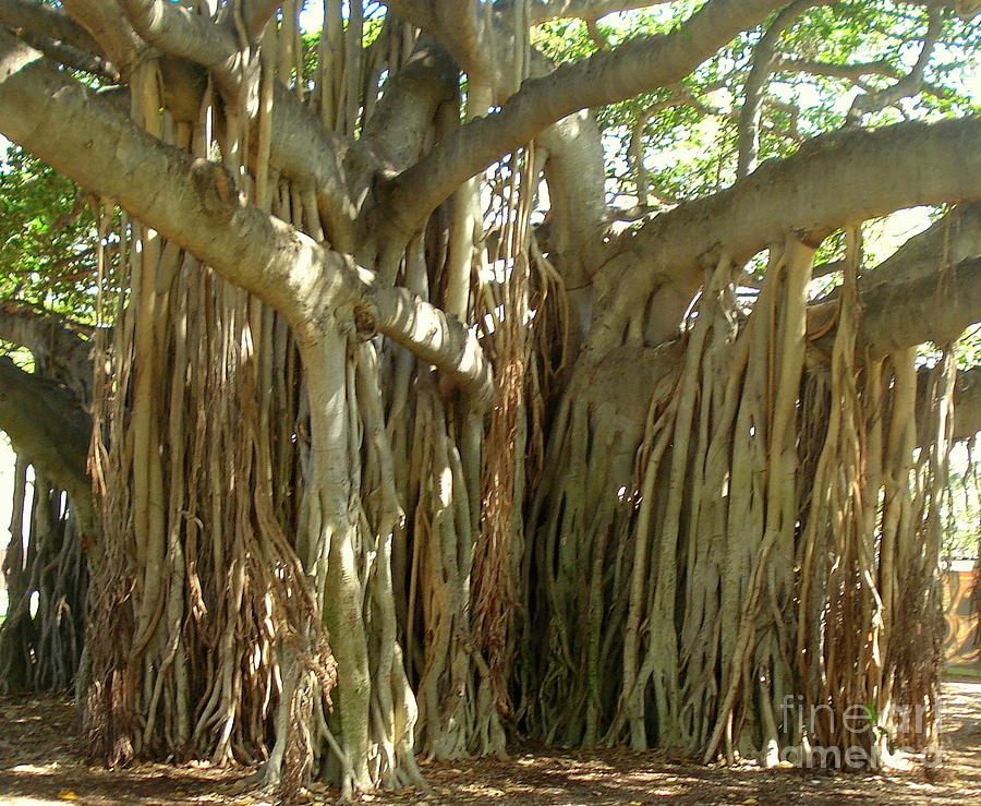 Hawaii Banyan Tree Photograph by Rachel Munoz Striggow