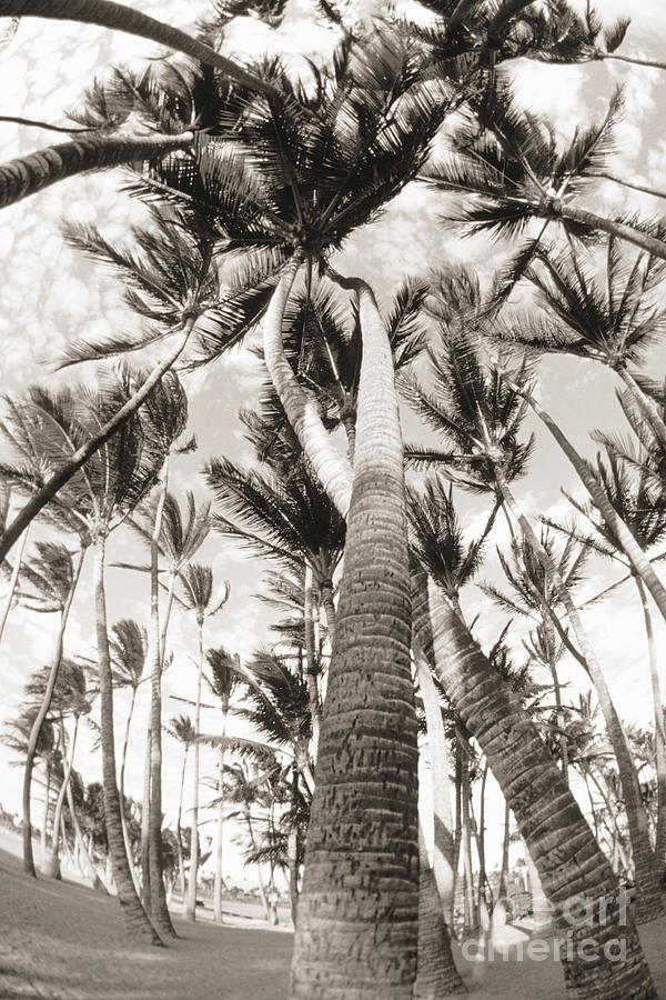 Hawaii, Big Island, South Kohala, Palm Grove, Trees twisted around each other _black and white photograph_ Photograph by Philip Rosenberg