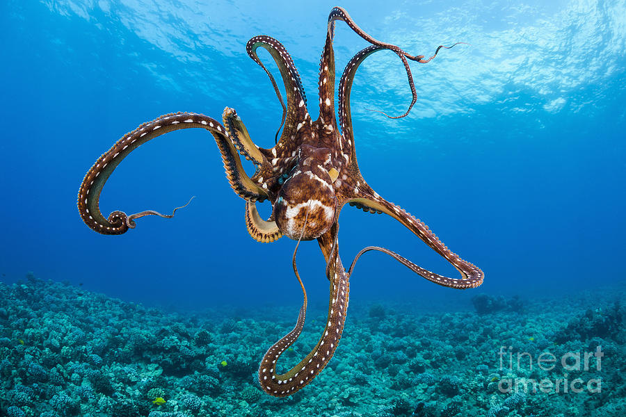 Hawaii, Day Octopus _Octopus Cyanea_. Photograph by Dave Fleetham