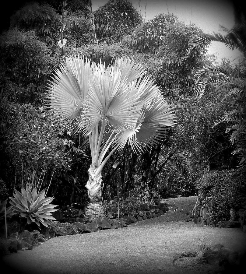 Hawaii Garden Palm Photograph by Lori Seaman