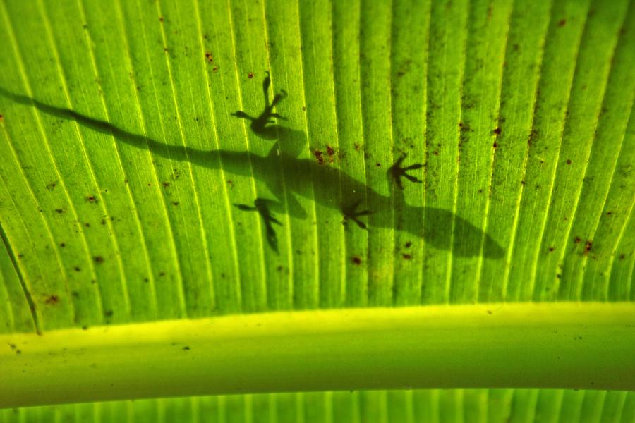 Hawaii Gecko Lizard Photograph By Pasha Reshikov