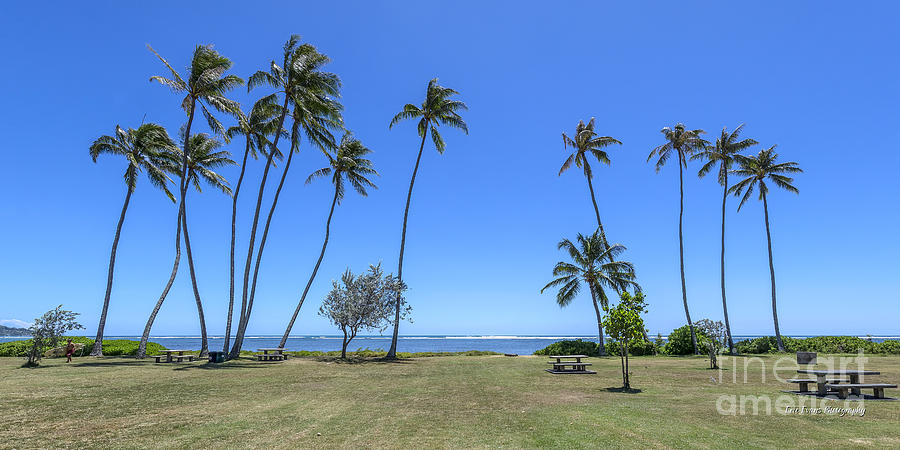 Hawaii Kai Tall Palm Trees Photograph by Aloha Art