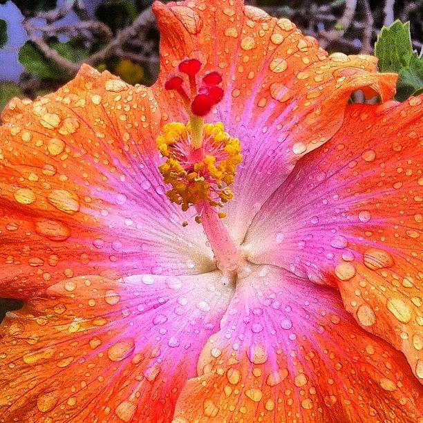 Flower Photograph - Psychedelic Hibiscus by Brian Governale