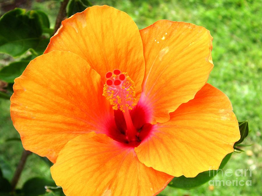 Flowers Still Life Photograph - Hawaii Orange Hibiscus by Crystal Miller