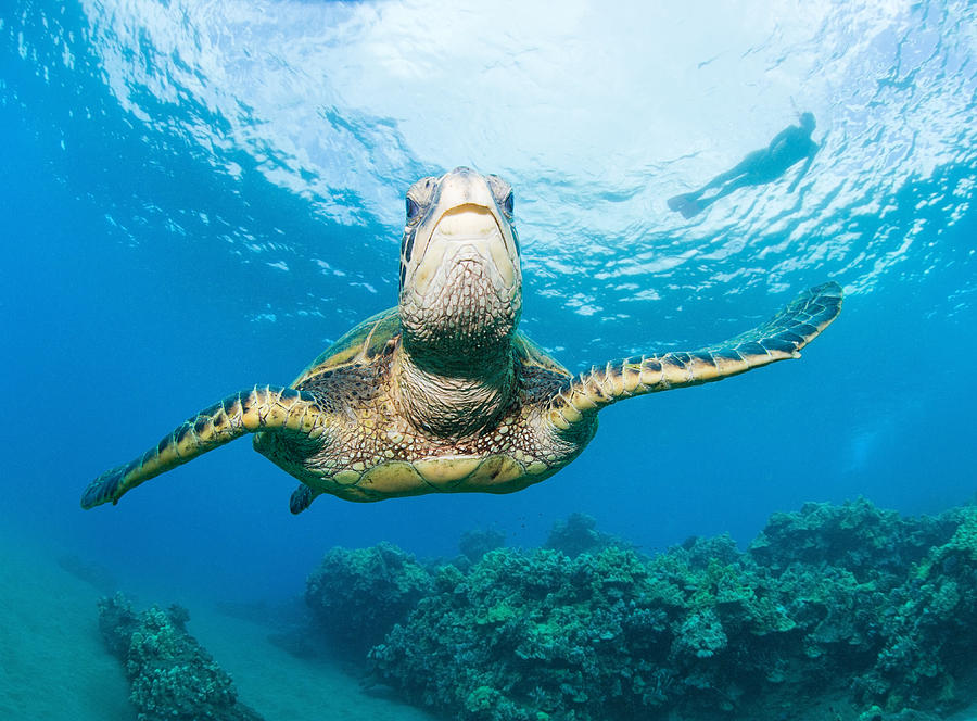 Hawaii Sea Turtle Photograph by M Swiet Productions