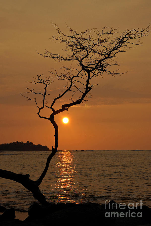 Hawaii sunset Photograph by Inge Riis McDonald