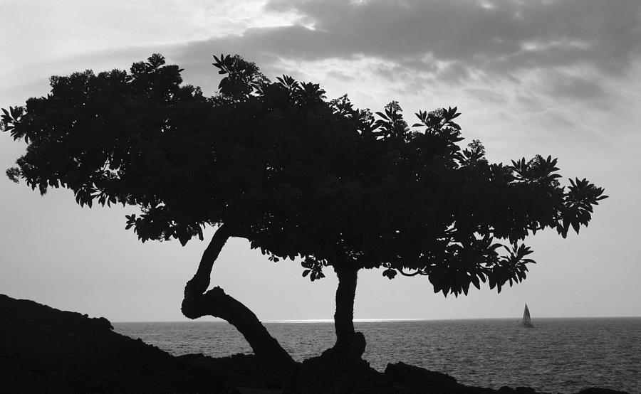 Hawaii Tree And Sail Boat Photograph