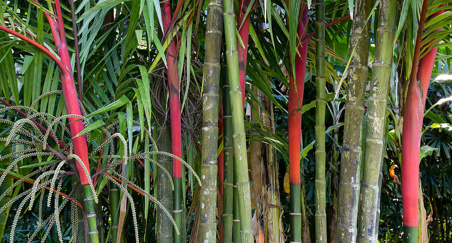 Hawaiian Bamboo Kauai Photograph by Sam Amato