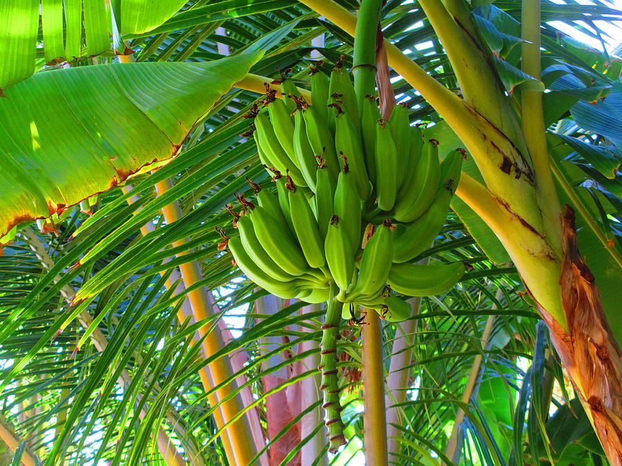 Hawaiian Bananas Photograph