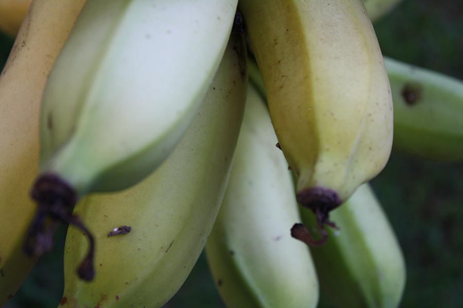 Hawaiian Bananas Photograph by Pamela Smith