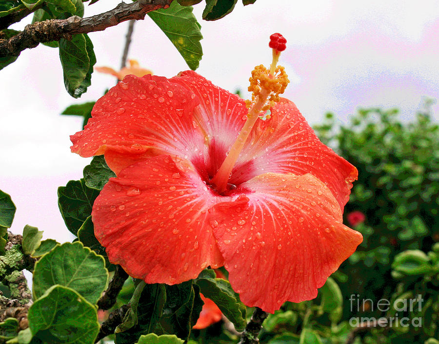Hawaiian Beauty Photograph by Larry Oskin