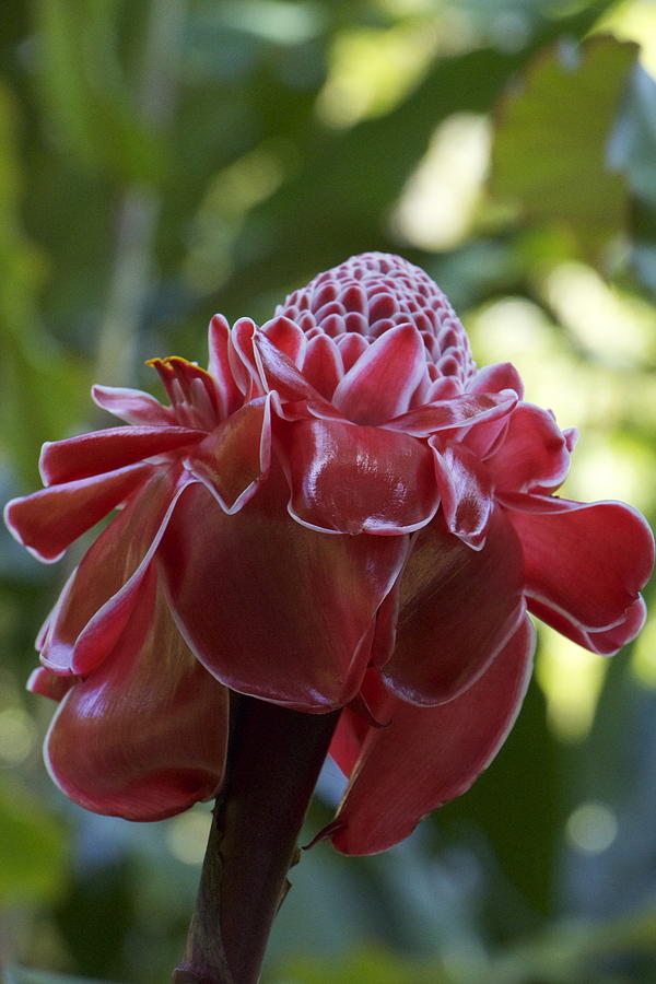 Hawaiian Beauty Photograph By Laura Mossman - Fine Art America