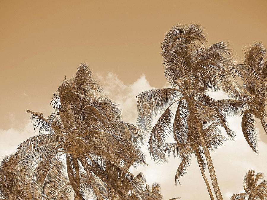 Hawaiian Breeze Photograph by Athala Bruckner