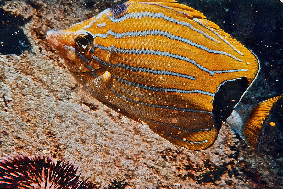 Hawaiian Butterfly Fish Photograph by Bill Owen