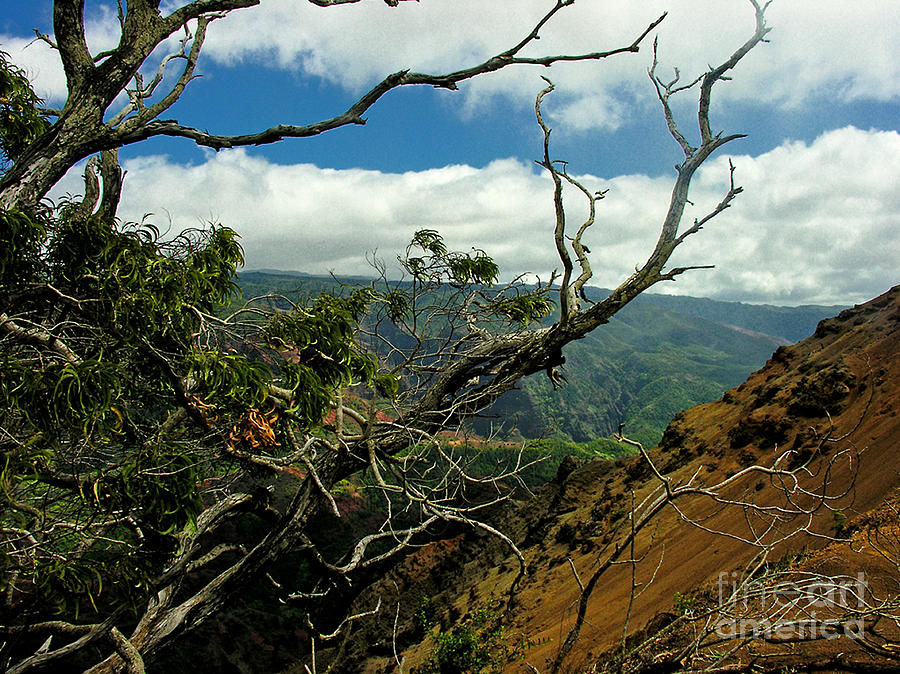 Hawaiian Canyon Photograph by Tom Griffithe