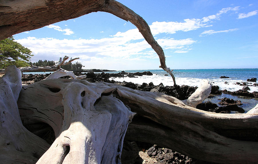 Hawaiian Driftwood Photograph by Mary Haber