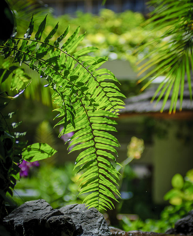 Hawaiian Fern Photograph by Tony Gliatta - Fine Art America