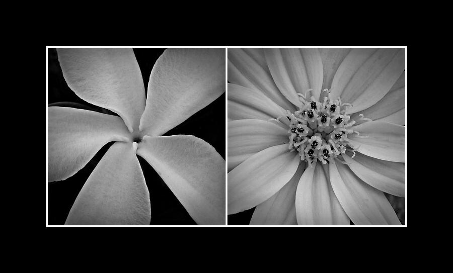 Hawaiian Floral Diptych 1 Photograph by Patricia Strand - Fine Art America