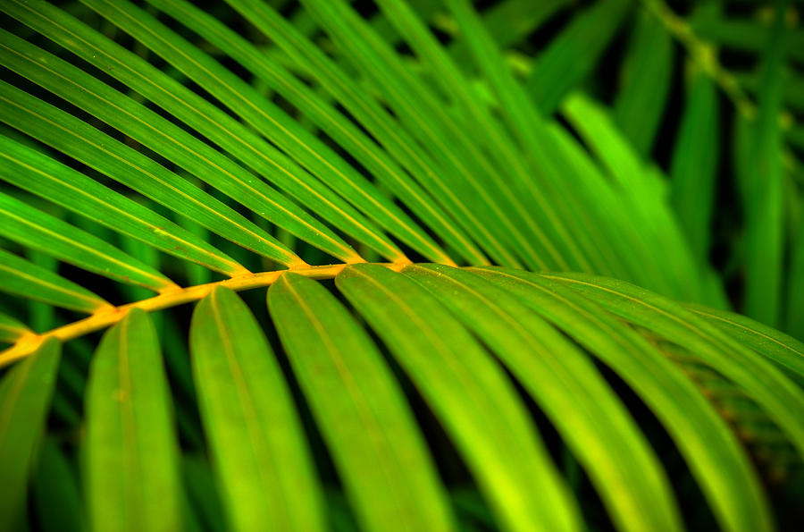 Hawaiian Palm Leaf Photograph by Kelly Wade