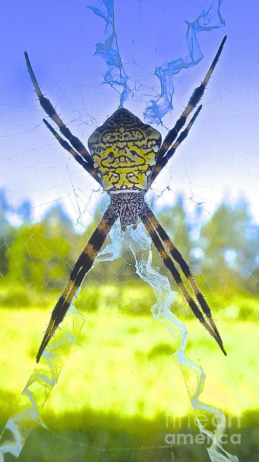 Big Beauty Hawaiian Garden Spider Photograph By Cheryl Cutler