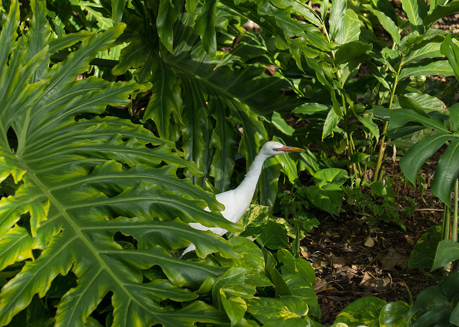 Hawaiian Garden Visitor - a Bright White Egret in the Lush Greenery Photograph by Georgia Mizuleva