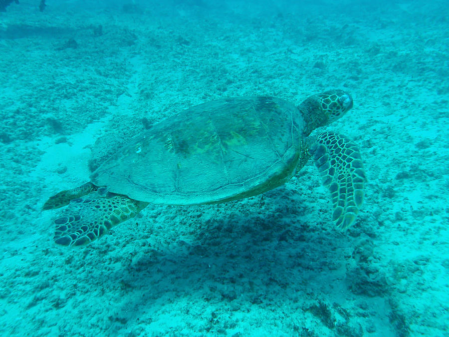 Hawaiian Green Sea Turtle Photograph - Hawaiian Green Sea Turtle by Ellen Henneke