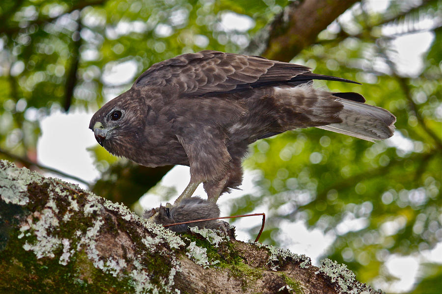 Hawaiian Hawk with Mouse Photograph by Venetia Featherstone-Witty