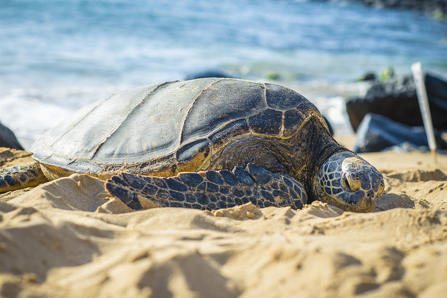 Hawaiian Honu Photograph By Clayton Ham Fine Art America