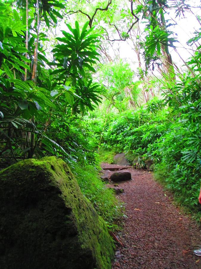 Jungles Photograph - Hawaiian Jungle Manoa by Elaine Haakenson