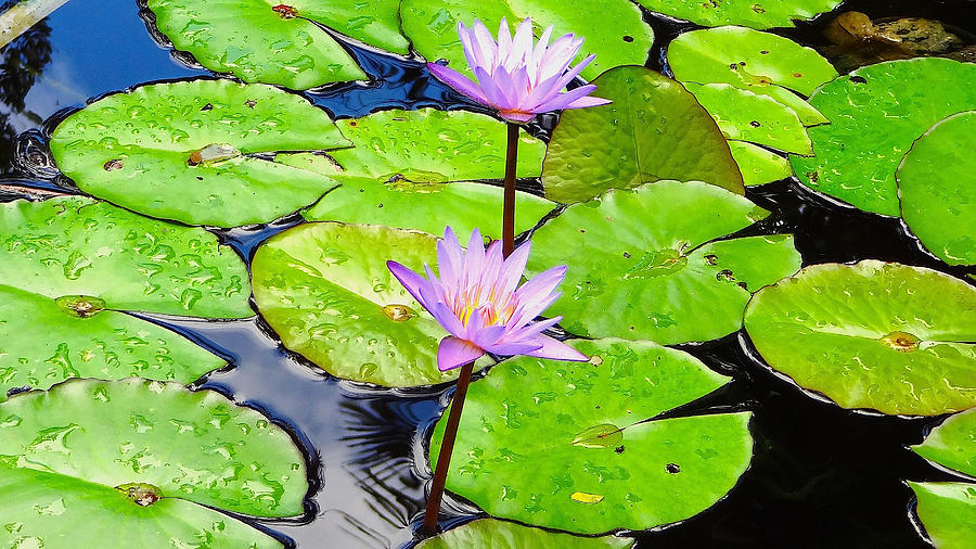 Hawaiian Lily Pads and Flowers_01 Photograph by Thomas Neil | Fine Art ...