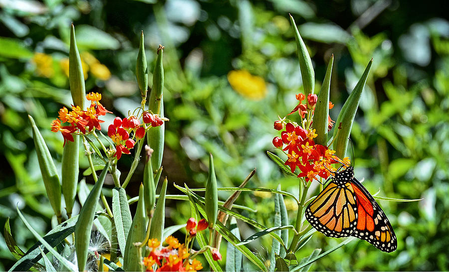 Hawaiian Monarch Photograph by Joji Ishikawa Fine Art America