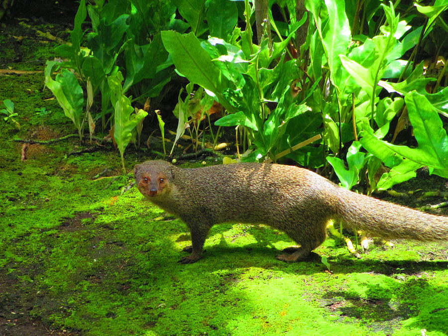 Hawaiian Mongoose Photograph by Elaine Haakenson - Pixels