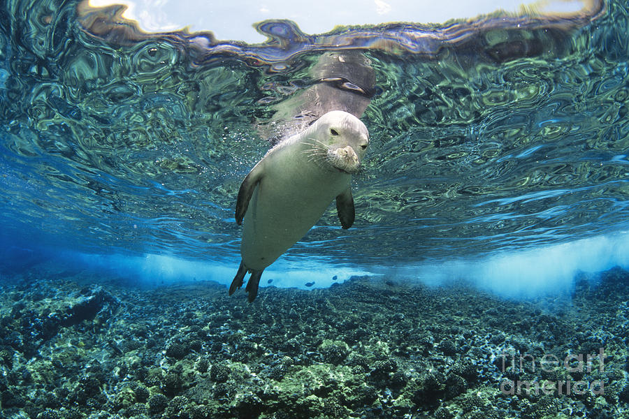 Hawaiian monk seal _Monachus schauinslandi_ over reef, nr surface w_ refelctions Photograph by Dave Fleetham