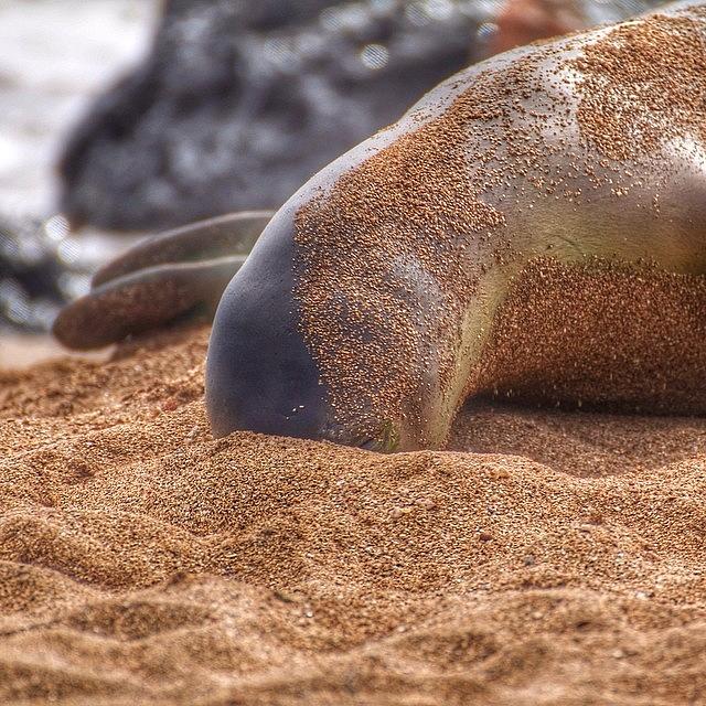 Animal Photograph - Hawaiian Monk Seal Hide And Seek! by Brian Governale