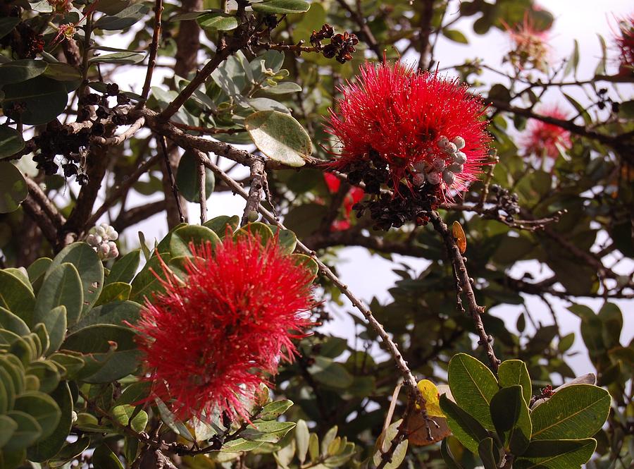 Hawaiian Ohia Lehua Flower Photograph by Joyce Taniguchi - Fine Art America