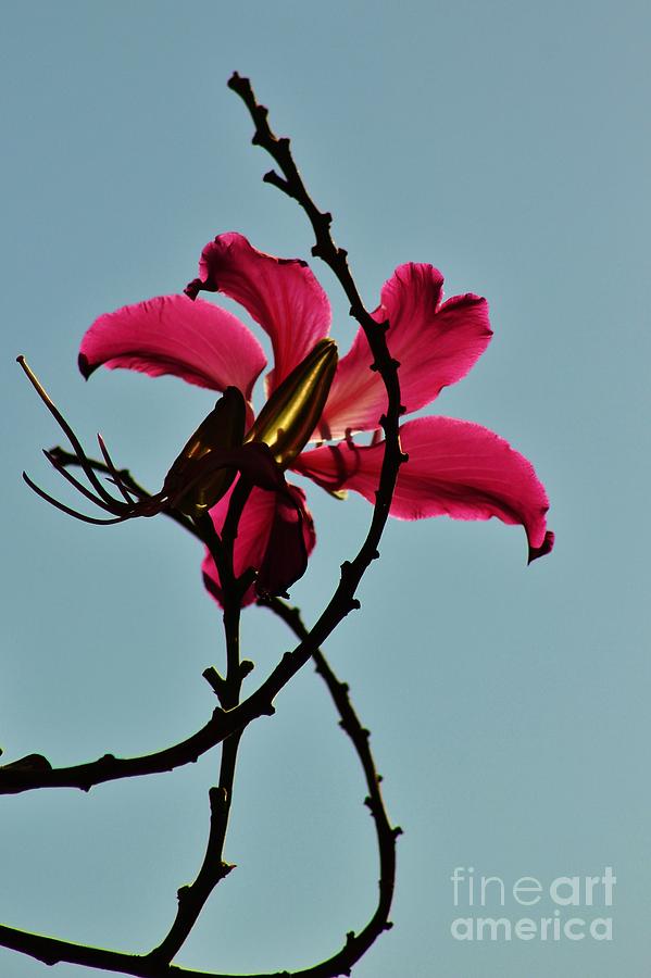 Hawaiian Orchid Tree Blossom Photograph by Craig Wood