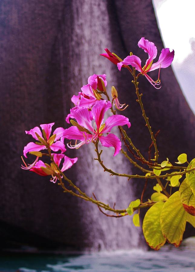 Hawaiian Orchid Tree Photograph by Craig Wood
