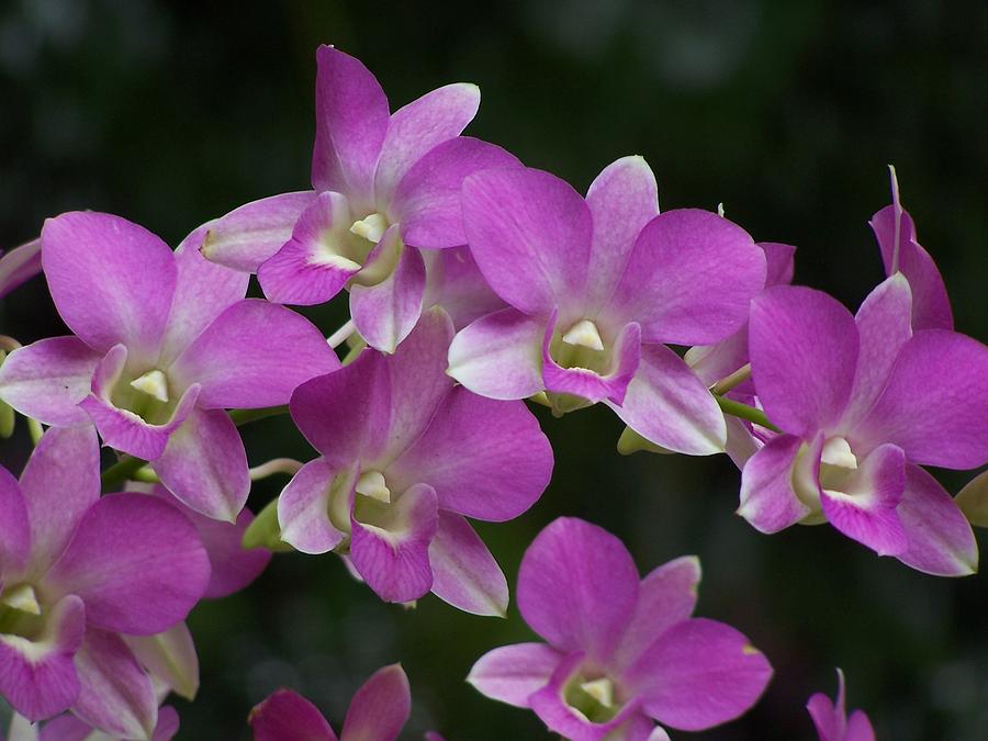 Hawaiian Orchids Photograph by Jewels Hamrick