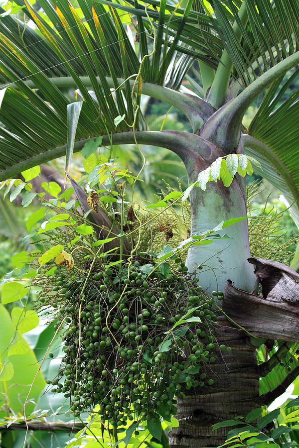 Flower Photograph - Hawaiian Palm Inflorescence  by Karon Melillo DeVega