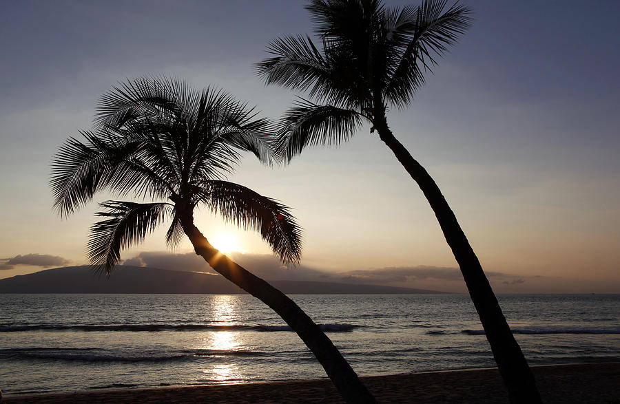 Hawaiian Palm Trees Photograph by Dan Peak - Fine Art America