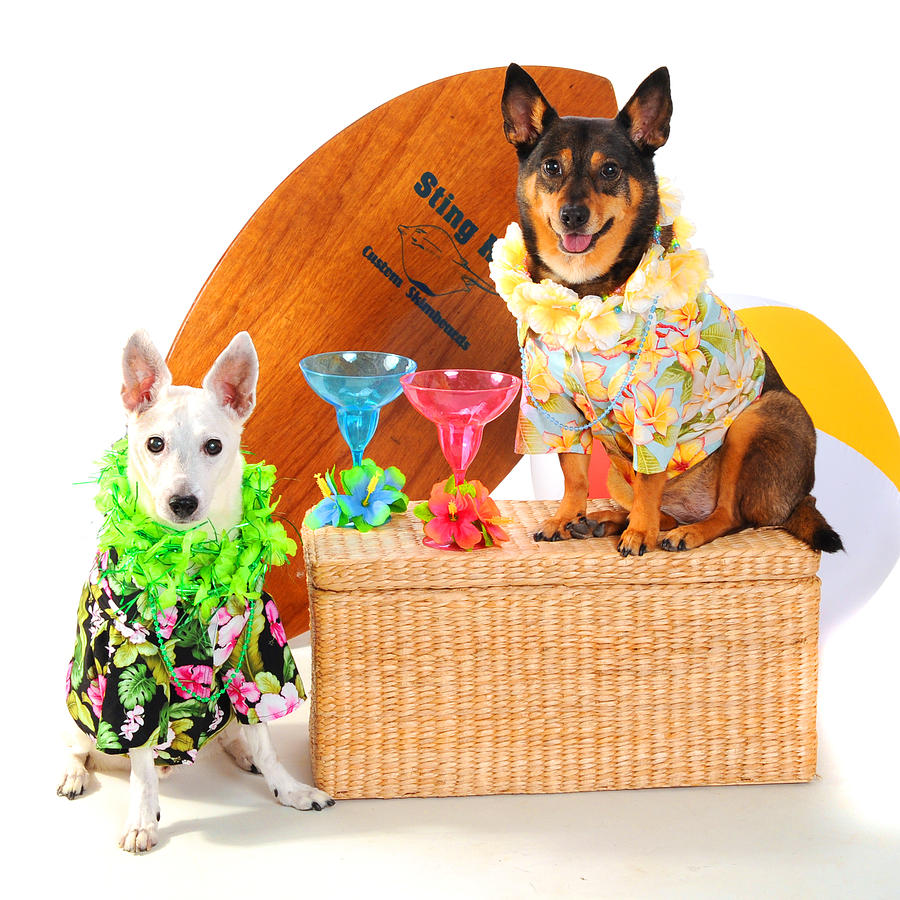 Hawaiian Party Surf Dogs Photograph by Rebecca Brittain