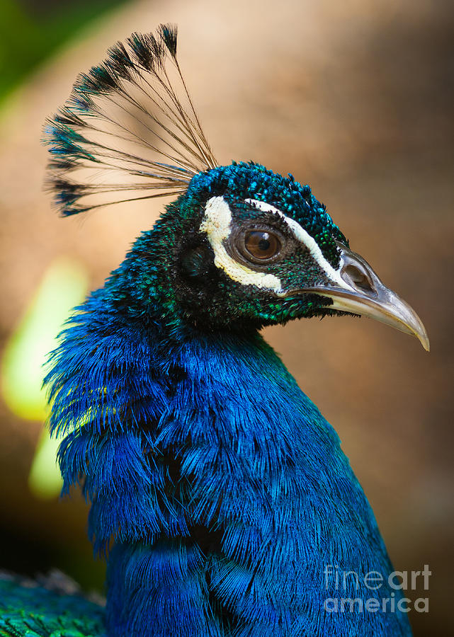 Nature Photograph - Hawaiian Peacock by Inge Johnsson