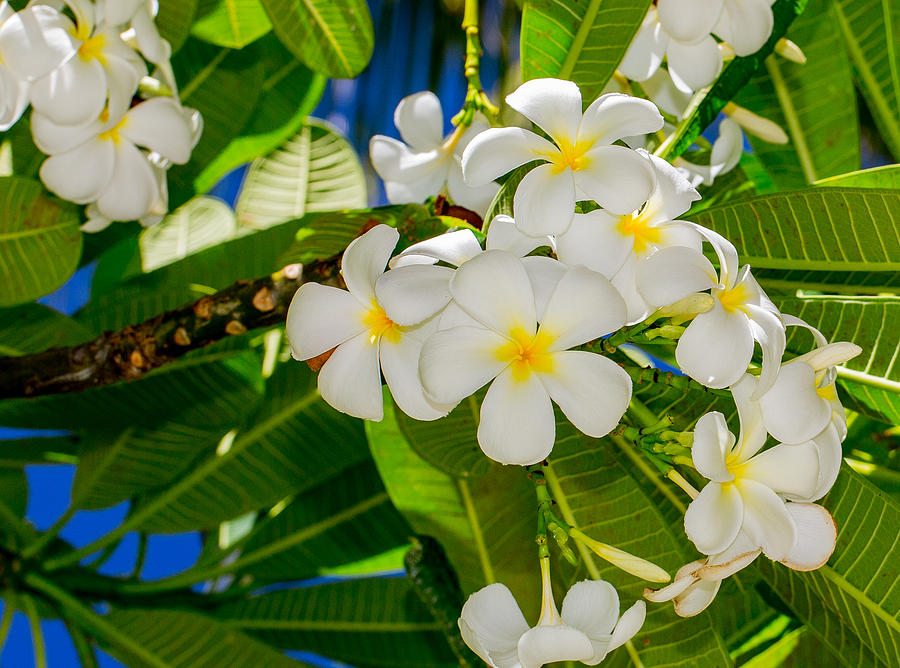 Hawaiian Plumeria  Photograph by Sam Amato