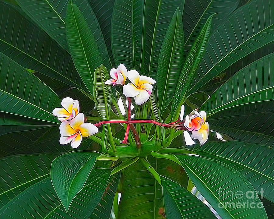 Hawaiian Plumeria Photograph by Scott Cameron