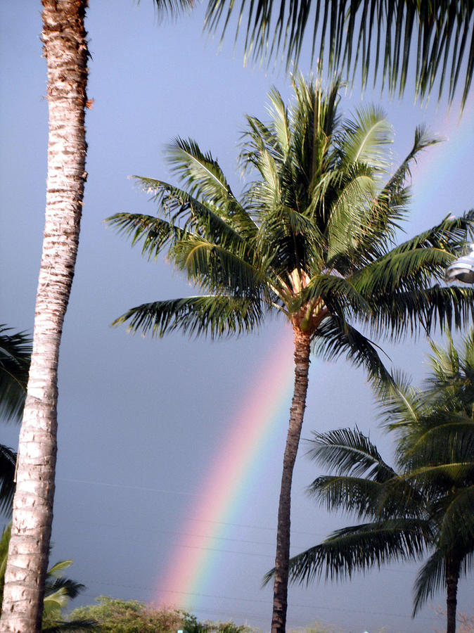 Tree Photograph - Hawaiian Rainbow by Karen Nicholson