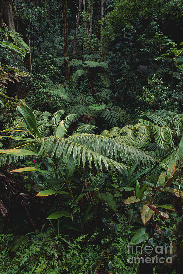 Hawaiian Rainforest Photograph by Art Wolfe