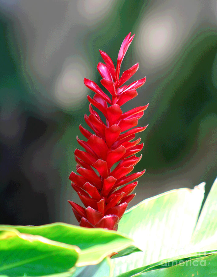 Hawaiian Red Photograph by Larry Oskin