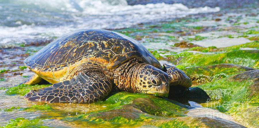 Hawaiian sea turtle Photograph by Laarni Montano